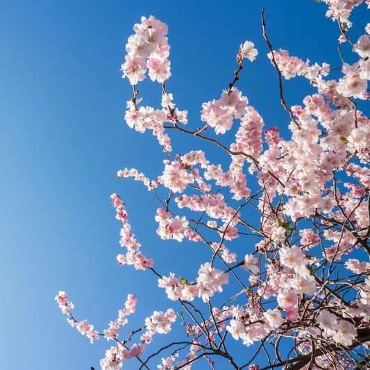 A Spring Note From the Heart: Behind the Scenes at Olive & Joyce Skincare