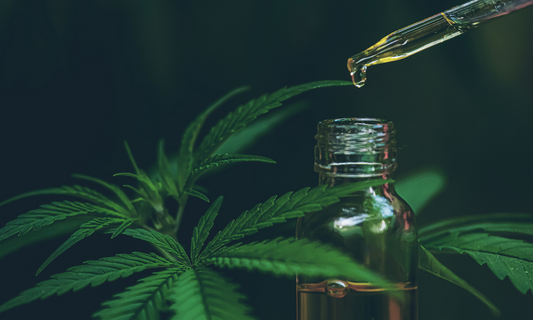 Dark green hemp plant with bottle of hemp oil and dispenser 