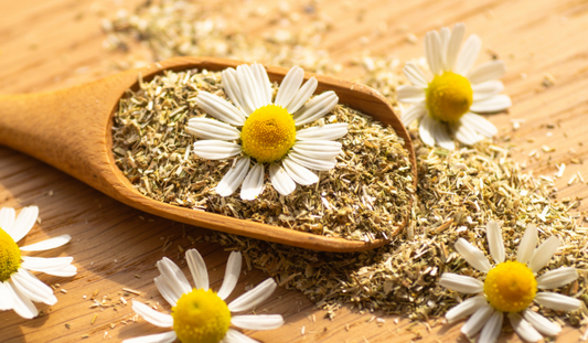 Spoon With Chamomile flowers and powder in