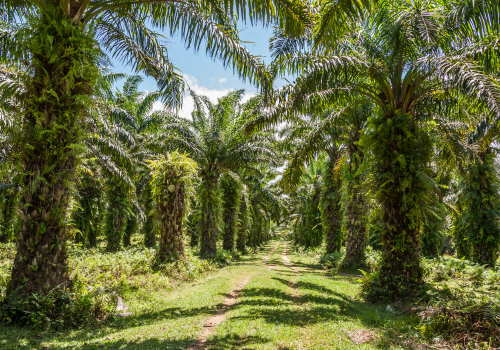 The Truth About Palm Oil