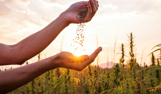 Woman Moving Carrot Flower Seeds Between Her Palms