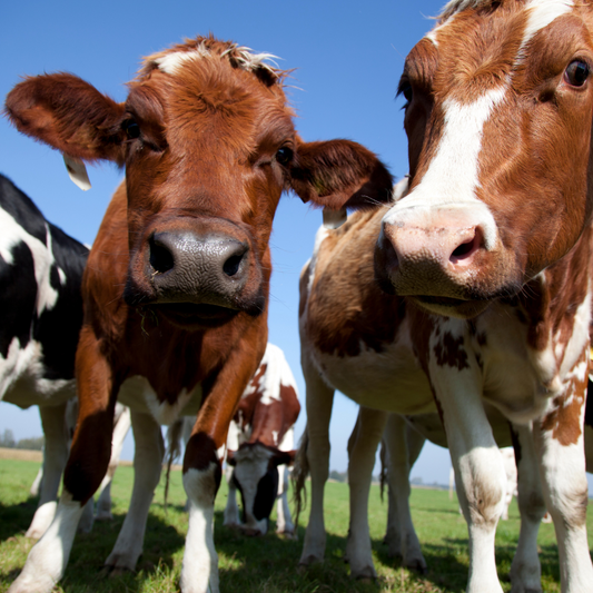 Close-up of curious brown and white cows standing in a grassy field on a sunny day with a clear blue sky