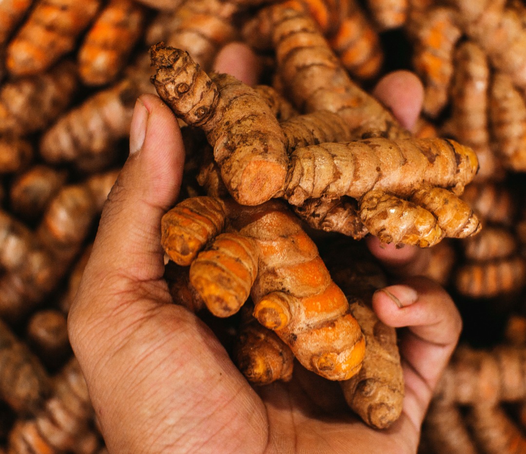 Hands holding fresh turmeric roots with golden-orange cut ends against a background of turmeric rhizomes.